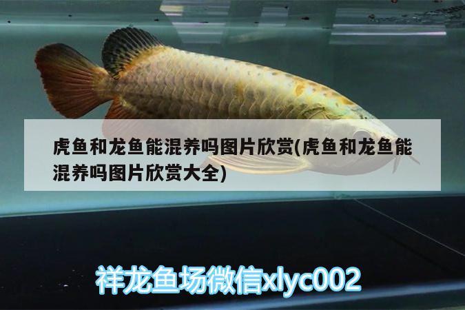 黃金招財(cái)貓魚是不是金絲貓魚的一種：黃金招財(cái)貓魚會(huì)變黑嗎 黃金招財(cái)貓魚 第3張