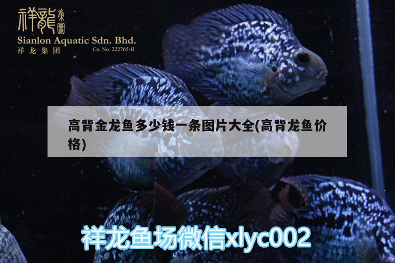 高背金龍魚多少錢一條圖片大全(高背龍魚價格)