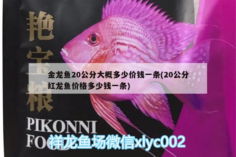 金龍魚20公分大概多少價(jià)錢一條(20公分紅龍魚價(jià)格多少錢一條) 夢幻雷龍魚