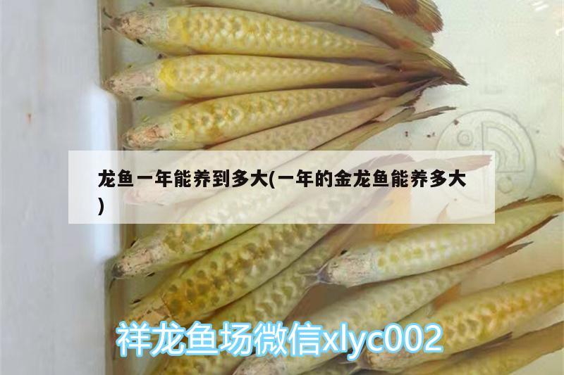 龍魚一年能養(yǎng)到多大(一年的金龍魚能養(yǎng)多大) 廣州龍魚批發(fā)市場