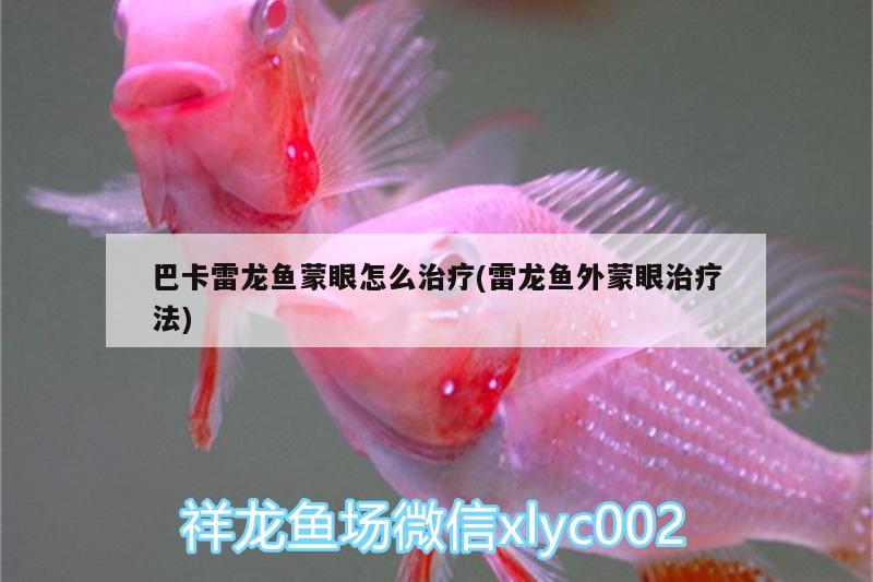 巴卡雷龍魚蒙眼怎么治療(雷龍魚外蒙眼治療法) 巴卡雷龍魚