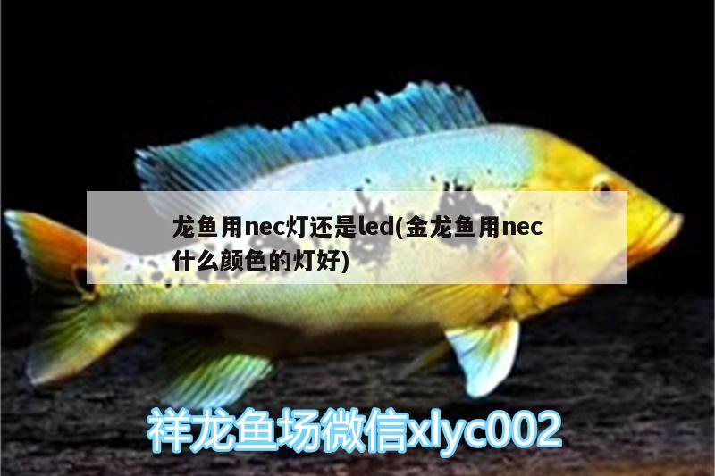 龍魚用nec燈還是led(金龍魚用nec什么顏色的燈好) iwish愛唯希品牌魚缸