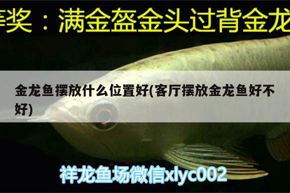 金龍魚(yú)擺放什么位置好(客廳擺放金龍魚(yú)好不好)