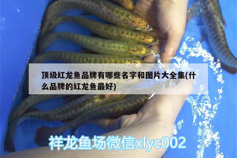 頂級紅龍魚品牌有哪些名字和圖片大全集(什么品牌的紅龍魚最好)