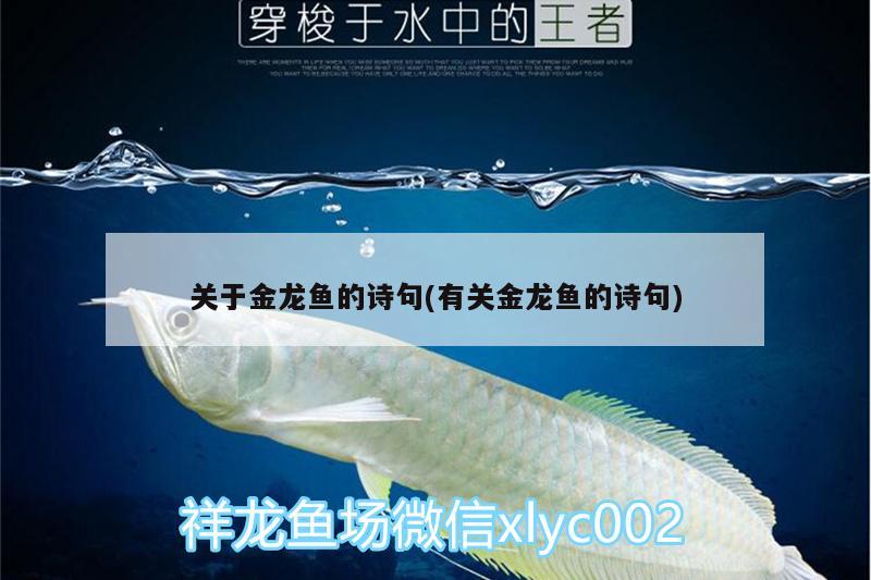 關(guān)于金龍魚的詩句(有關(guān)金龍魚的詩句) 藍底過背金龍魚