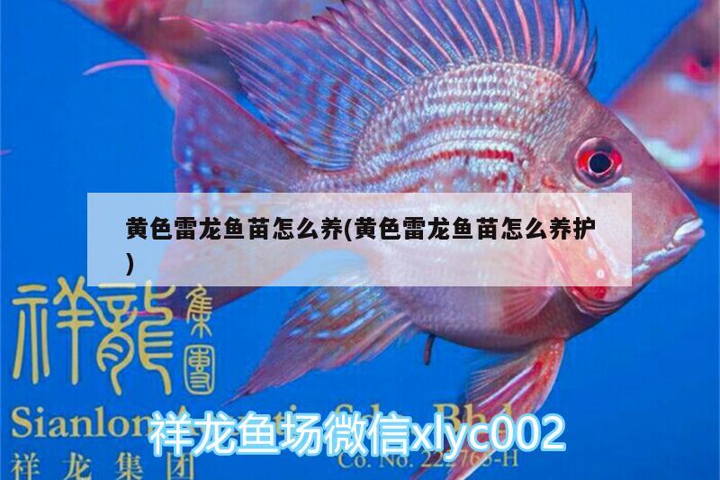 黃色雷龍魚苗怎么養(yǎng)(黃色雷龍魚苗怎么養(yǎng)護(hù)) 充氧泵