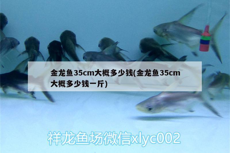 金龍魚35cm大概多少錢(金龍魚35cm大概多少錢一斤) 藍(lán)帆三間魚