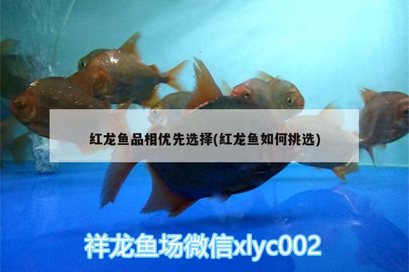 紅龍魚(yú)品相優(yōu)先選擇(紅龍魚(yú)如何挑選)