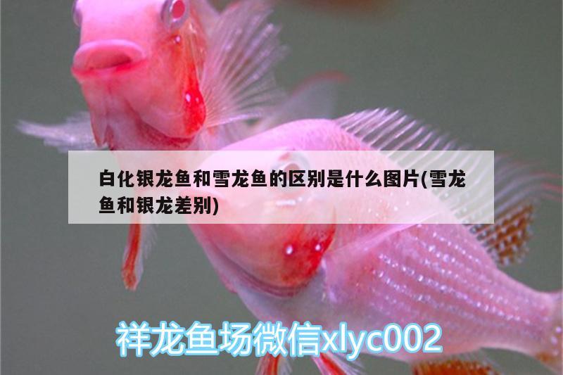 白化銀龍魚(yú)和雪龍魚(yú)的區(qū)別是什么圖片(雪龍魚(yú)和銀龍差別) 銀龍魚(yú)百科