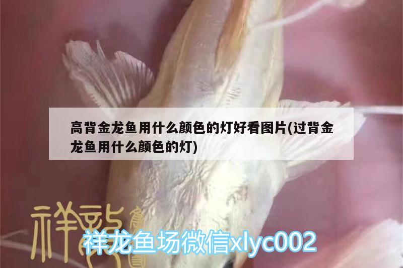 高背金龍魚用什么顏色的燈好看圖片(過背金龍魚用什么顏色的燈)