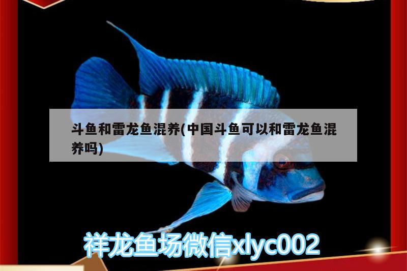 斗魚(yú)和雷龍魚(yú)混養(yǎng)(中國(guó)斗魚(yú)可以和雷龍魚(yú)混養(yǎng)嗎)