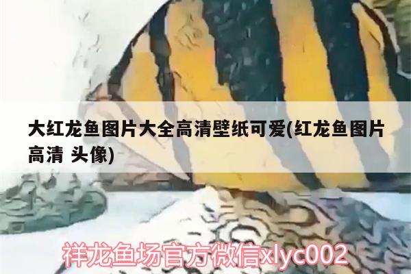 龍魚身上鱗片發(fā)白了還能活嗎（六角恐龍魚發(fā)白是怎么回事） iwish愛唯希品牌魚缸 第2張