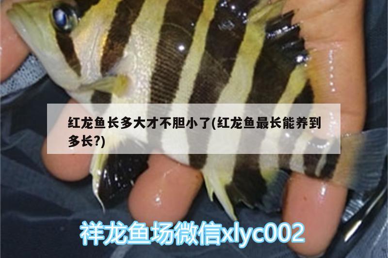 紅龍魚長多大才不膽小了(紅龍魚最長能養(yǎng)到多長?) 祥龍金禾金龍魚