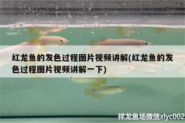 菠蘿魚和龍魚混養(yǎng)(菠蘿魚能和小魚混養(yǎng)嗎)