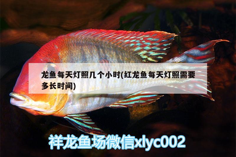 龍魚每天燈照幾個小時(紅龍魚每天燈照需要多長時間)