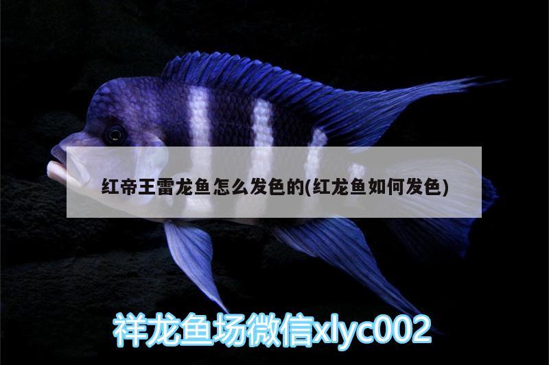 紅帝王雷龍魚怎么發(fā)色的(紅龍魚如何發(fā)色)