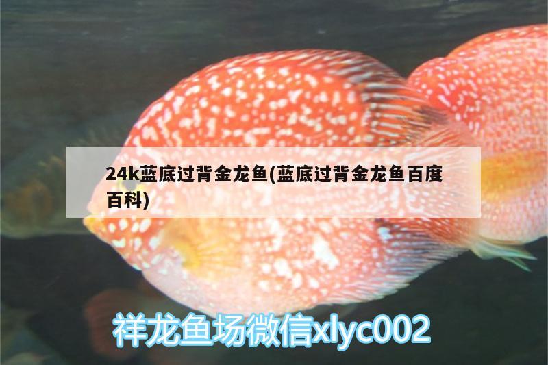 24k藍底過背金龍魚(藍底過背金龍魚百度百科)