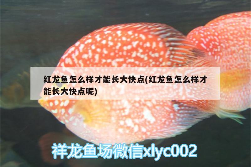 紅龍魚怎么樣才能長大快點(紅龍魚怎么樣才能長大快點呢) 白化火箭魚