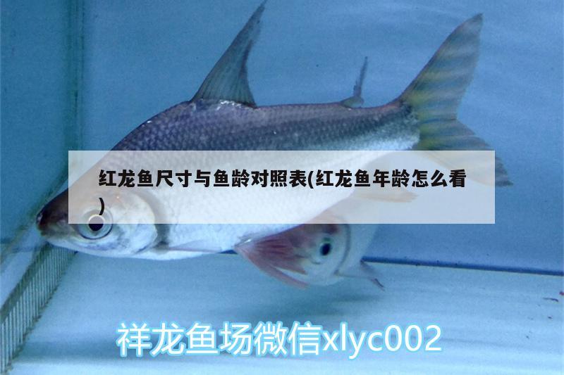 紅龍魚尺寸與魚齡對照表(紅龍魚年齡怎么看)