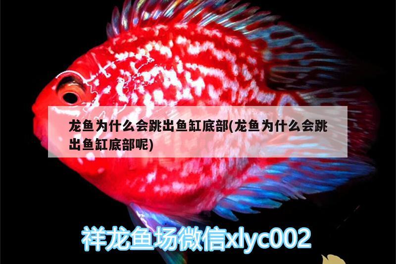 龍魚為什么會跳出魚缸底部(龍魚為什么會跳出魚缸底部呢)