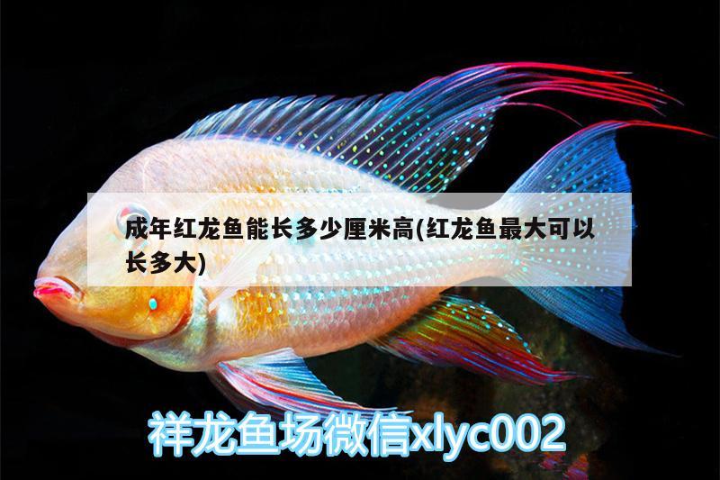 虎紋恐龍魚(yú)可以冷水養(yǎng)么嗎：虎紋恐龍魚(yú)好養(yǎng)嗎 養(yǎng)魚(yú)的好處 第1張