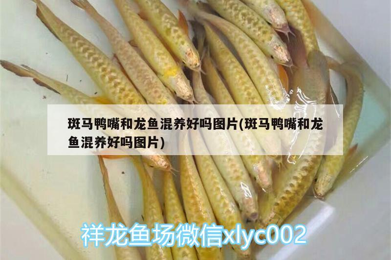 斑馬鴨嘴和龍魚混養(yǎng)好嗎圖片(斑馬鴨嘴和龍魚混養(yǎng)好嗎圖片) 斑馬鴨嘴魚