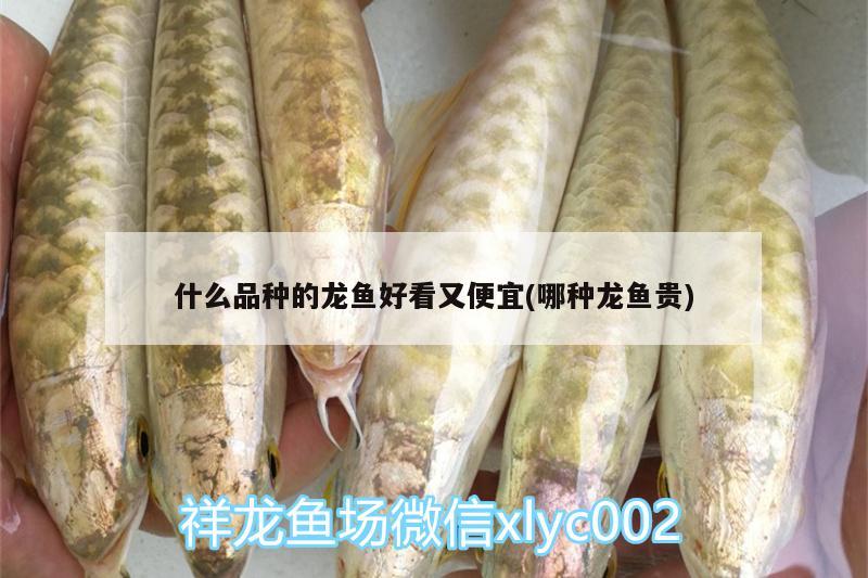 什么品種的龍魚好看又便宜(哪種龍魚貴) 巨骨舌魚