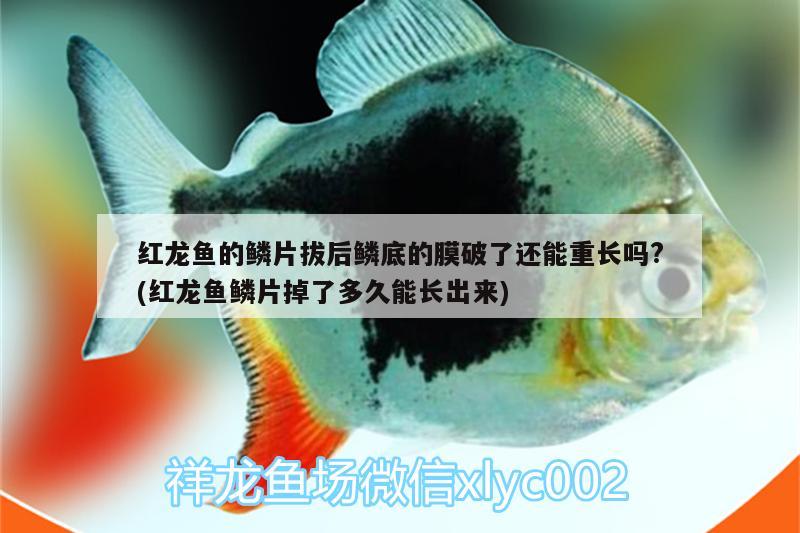 紅龍魚(yú)的鱗片拔后鱗底的膜破了還能重長(zhǎng)嗎?(紅龍魚(yú)鱗片掉了多久能長(zhǎng)出來(lái))