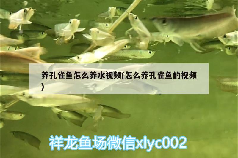 養(yǎng)孔雀魚(yú)怎么養(yǎng)水視頻(怎么養(yǎng)孔雀魚(yú)的視頻) 黃吉金龍（白子金龍魚(yú)）