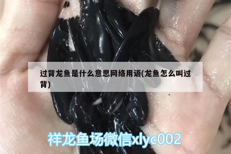 孔雀錦鯉和龍鳳錦鯉有什么區(qū)別，孔雀魚能和錦鯉混養(yǎng)嗎 觀賞魚 第2張