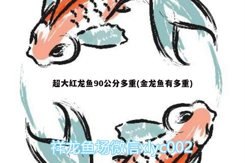 超大紅龍魚90公分多重(金龍魚有多重) 潛水艇魚