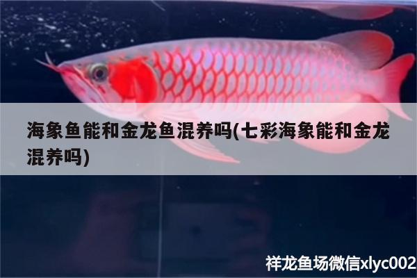 海象魚(yú)能和金龍魚(yú)混養(yǎng)嗎(七彩海象能和金龍混養(yǎng)嗎) 海象魚(yú)