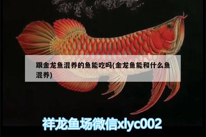 跟金龍魚混養(yǎng)的魚能吃嗎(金龍魚能和什么魚混養(yǎng))