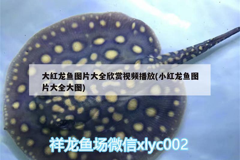 大紅龍魚圖片大全欣賞視頻播放(小紅龍魚圖片大全大圖) 水族用品