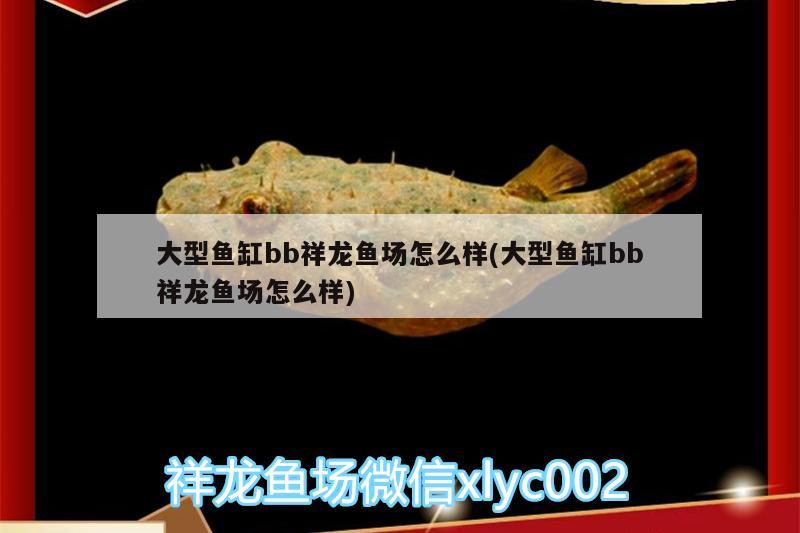 魚缸里水渾濁怎么處理好視頻（兒媳婦無意中發(fā)現(xiàn)公公是自己最尊重的頭條大） 海水魚（海水魚批發(fā)） 第3張