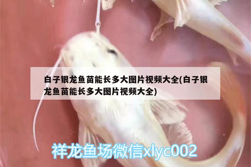 白子銀龍魚(yú)苗能長(zhǎng)多大圖片視頻大全(白子銀龍魚(yú)苗能長(zhǎng)多大圖片視頻大全)