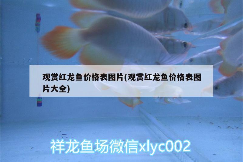 觀賞紅龍魚價(jià)格表圖片(觀賞紅龍魚價(jià)格表圖片大全)