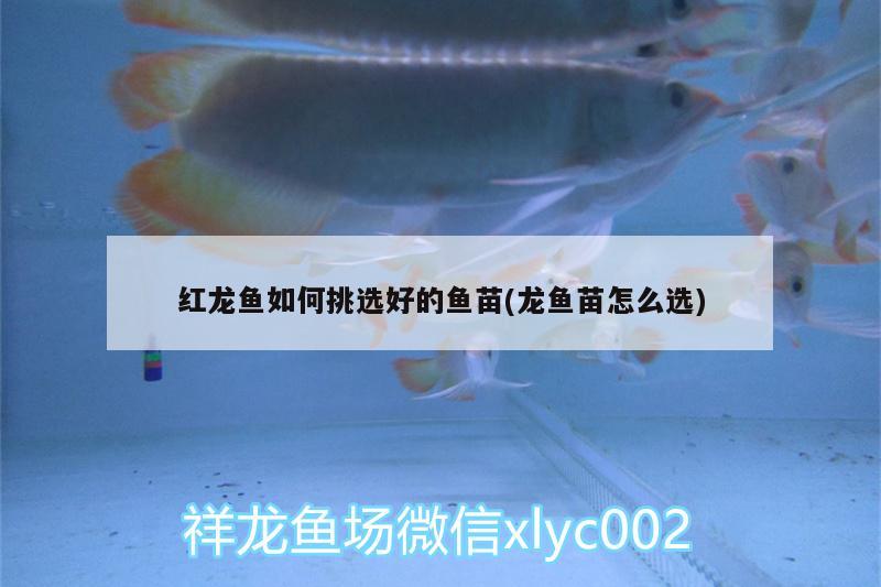 紅龍魚(yú)如何挑選好的魚(yú)苗(龍魚(yú)苗怎么選) 女王大帆魚(yú)苗