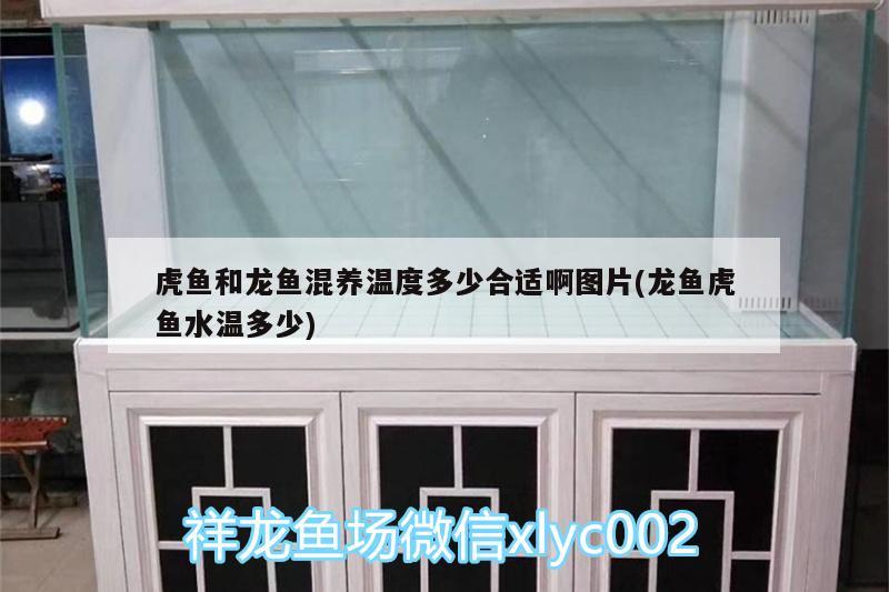 有哪些賺錢軟件，初秋，室外種植月季，網(wǎng)購(gòu)花苗，新手買幾年的花苗好，要注意什么