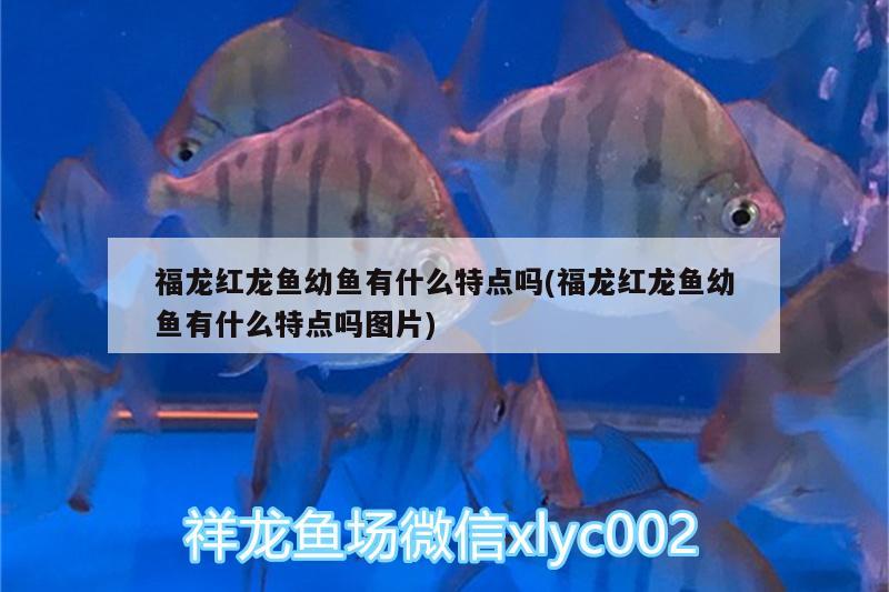 海拔1100米適合養(yǎng)什么魚，磨盤山的水可以養(yǎng)魚嗎 養(yǎng)魚的好處 第2張