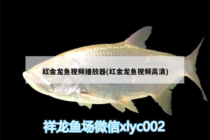 紅金龍魚視頻播放器(紅金龍魚視頻高清) 黃金夢幻雷龍魚