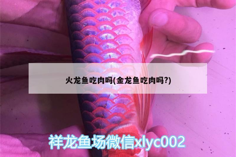 火龍魚吃肉嗎(金龍魚吃肉嗎?) 白化巴西龜（白巴）