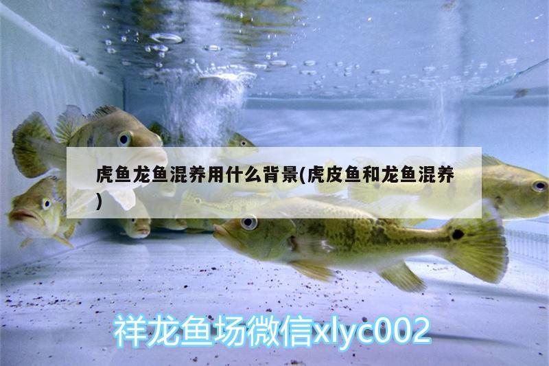 虎魚龍魚混養(yǎng)用什么背景(虎皮魚和龍魚混養(yǎng))