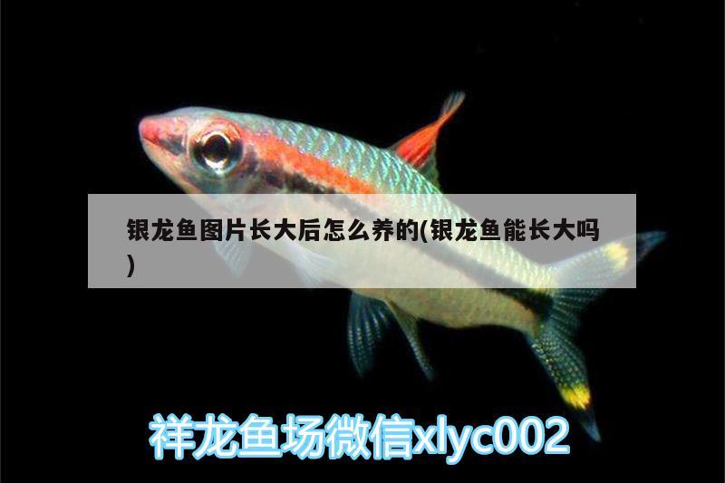 銀龍魚圖片長(zhǎng)大后怎么養(yǎng)的(銀龍魚能長(zhǎng)大嗎)