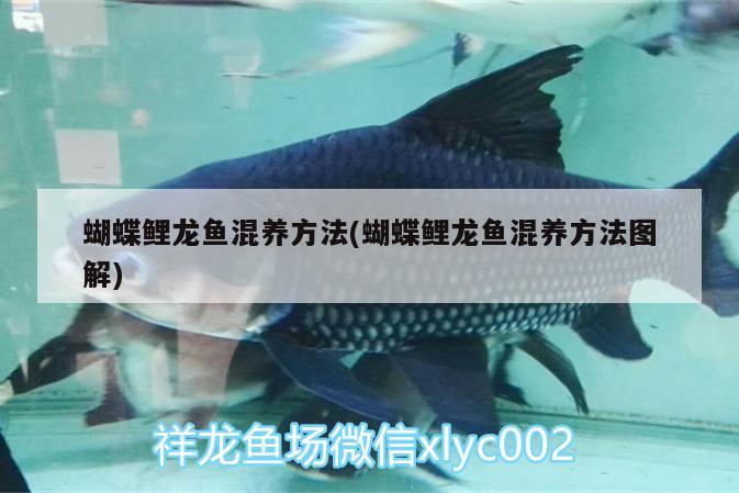 蝴蝶鯉龍魚混養(yǎng)方法(蝴蝶鯉龍魚混養(yǎng)方法圖解) 蝴蝶鯉