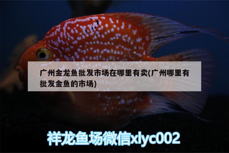 廣州金龍魚批發(fā)市場在哪里有賣(廣州哪里有批發(fā)金魚的市場) 龍魚批發(fā)