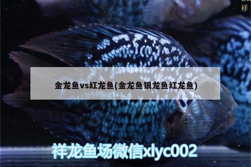 非洲鳳凰公魚圖片：非洲鳳凰魚的壽命有多長 觀賞魚 第3張