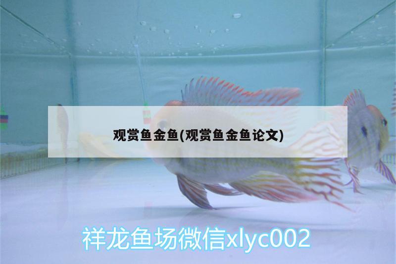 觀賞魚金魚(觀賞魚金魚論文) 短身紅龍魚