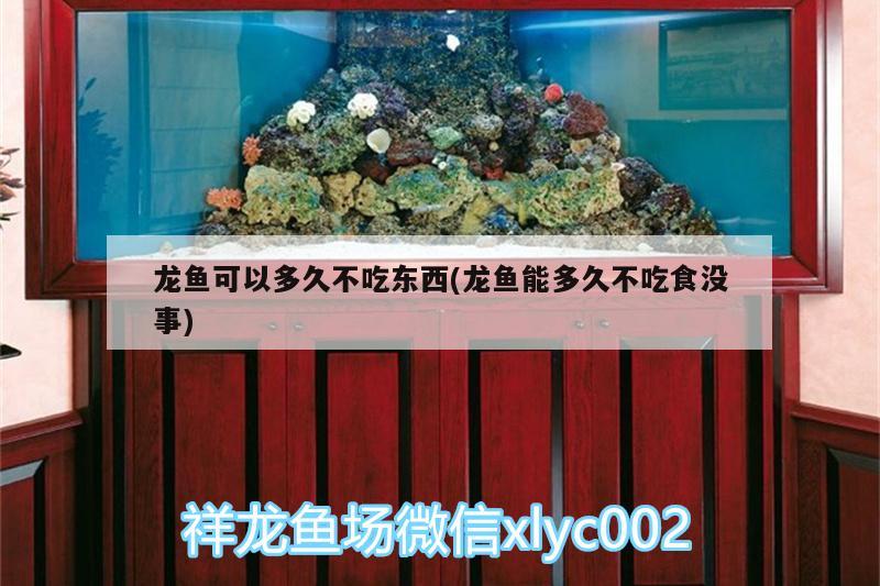 龍魚可以多久不吃東西(龍魚能多久不吃食沒事)