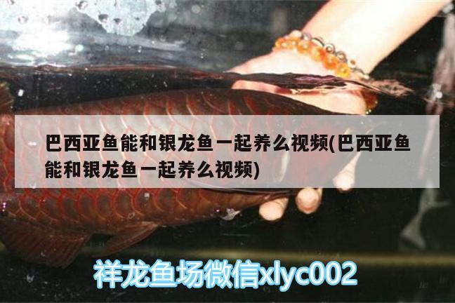 巴西亞魚能和銀龍魚一起養(yǎng)么視頻(巴西亞魚能和銀龍魚一起養(yǎng)么視頻)